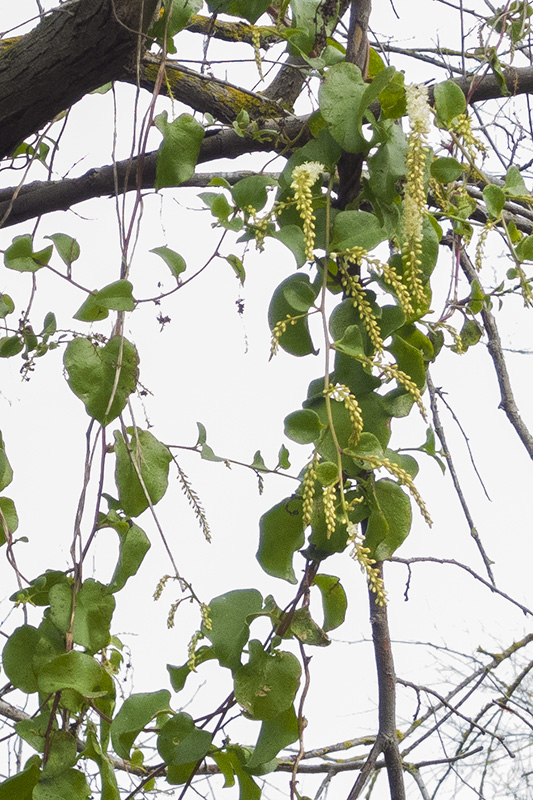 Anredera cordifolia / Anredera a foglie cordate